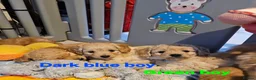Mini Goldendoodle dogs for sale: Miniature Goldendoodle Puppy F1B - Advert 9