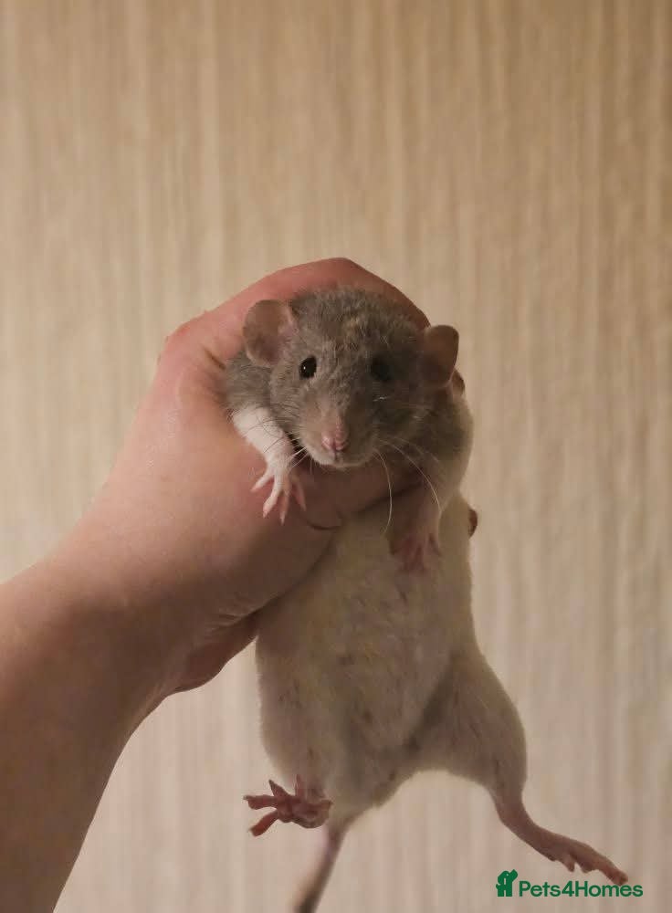 Rat rodents Baby Dumbo Rats ~ Double Rex, Rex & Smooth - Advert 3