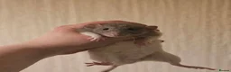 Rat rodents for sale: Baby Dumbo Rats ~ Double Rex, Rex & Smooth - Advert 1