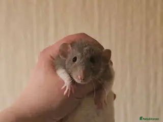 Rat rodents Baby Dumbo Rats ~ Double Rex, Rex & Smooth - Advert 3