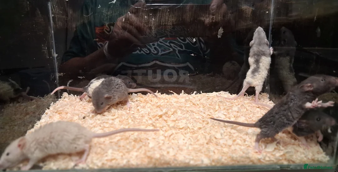 Rat rodents for sale: Baby Dumbo rats, natural, Rex , Nakeds - Advert 9