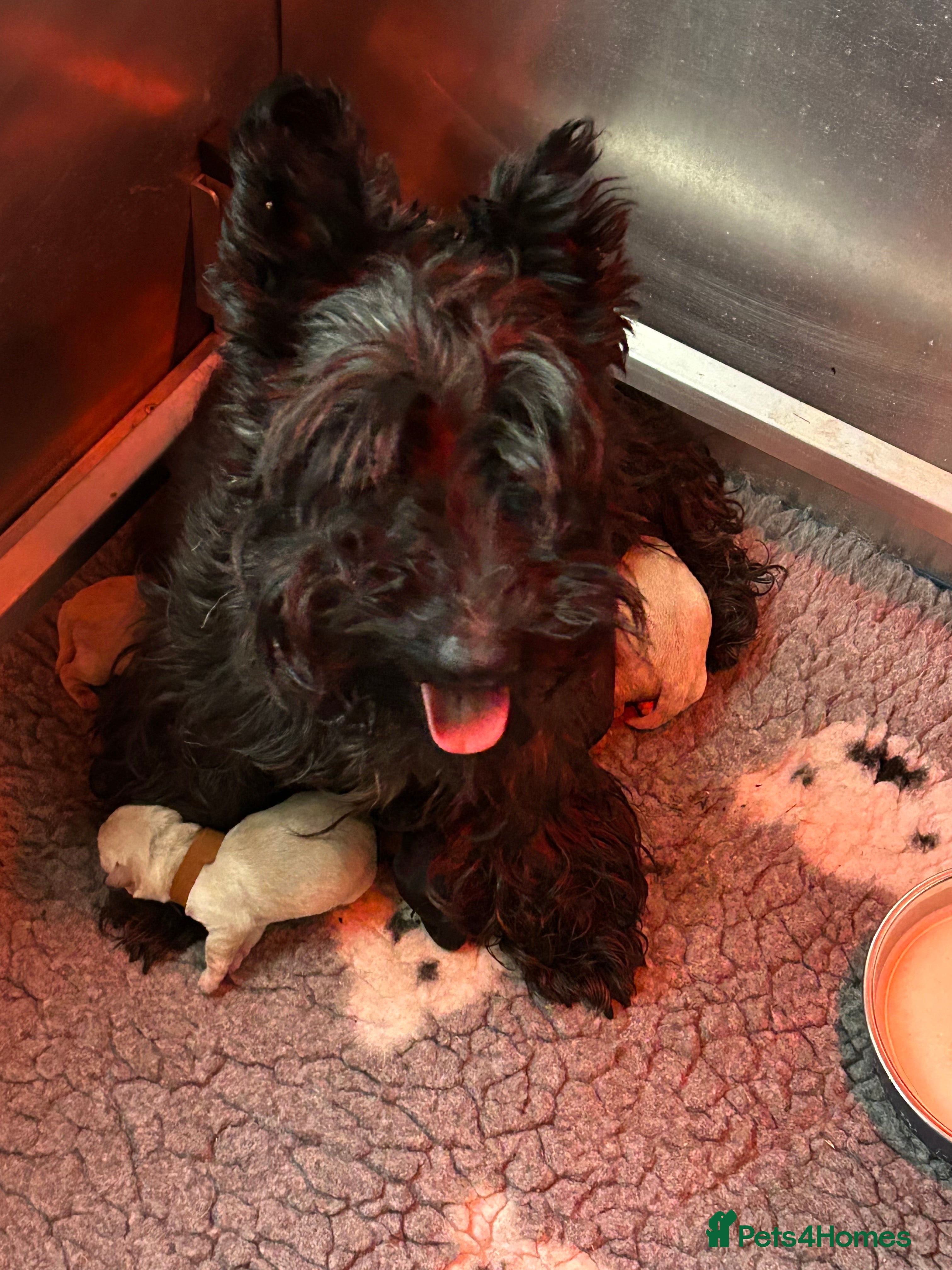 Scottish Terrier dogs Scottish terrier boys  - Advert 1