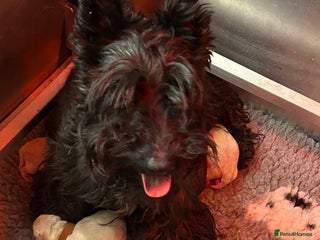 Scottish Terrier dogs Scottish terrier boys - Advert 7