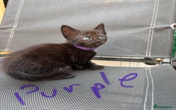 Maine Coon cats for sale: Maine coon cross kittens - Image 7