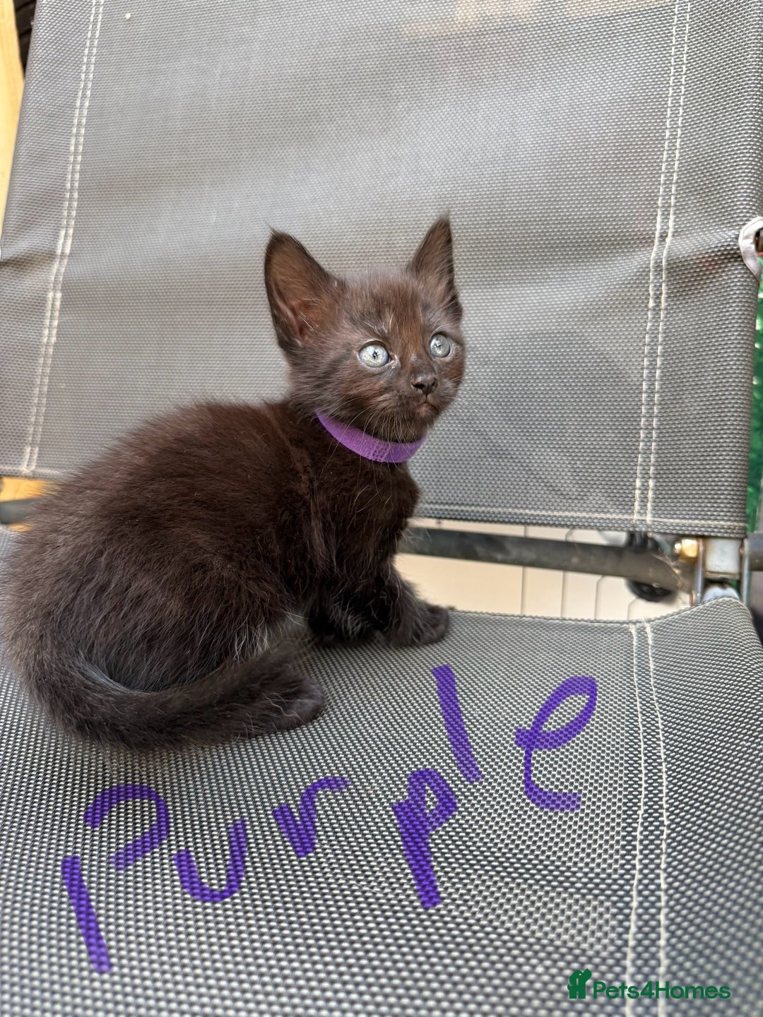 Maine Coon cats for sale: Maine coon cross kittens - Image 7