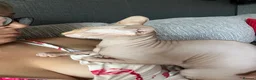 Sphynx cats for sale: Ginger Sphynx female for sale  - Advert 3