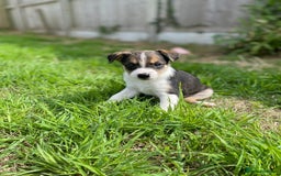 Mixed Breed dogs for sale: 🐾 Collie X Puppies – 10 Weeks Old  - Image 6