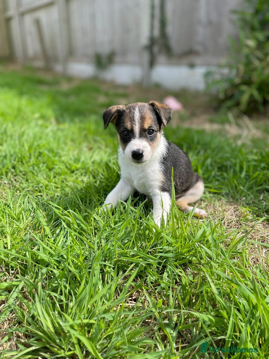 Mixed Breed dogs for sale: 🐾 Collie X Puppies – 10 Weeks Old  - Image 6