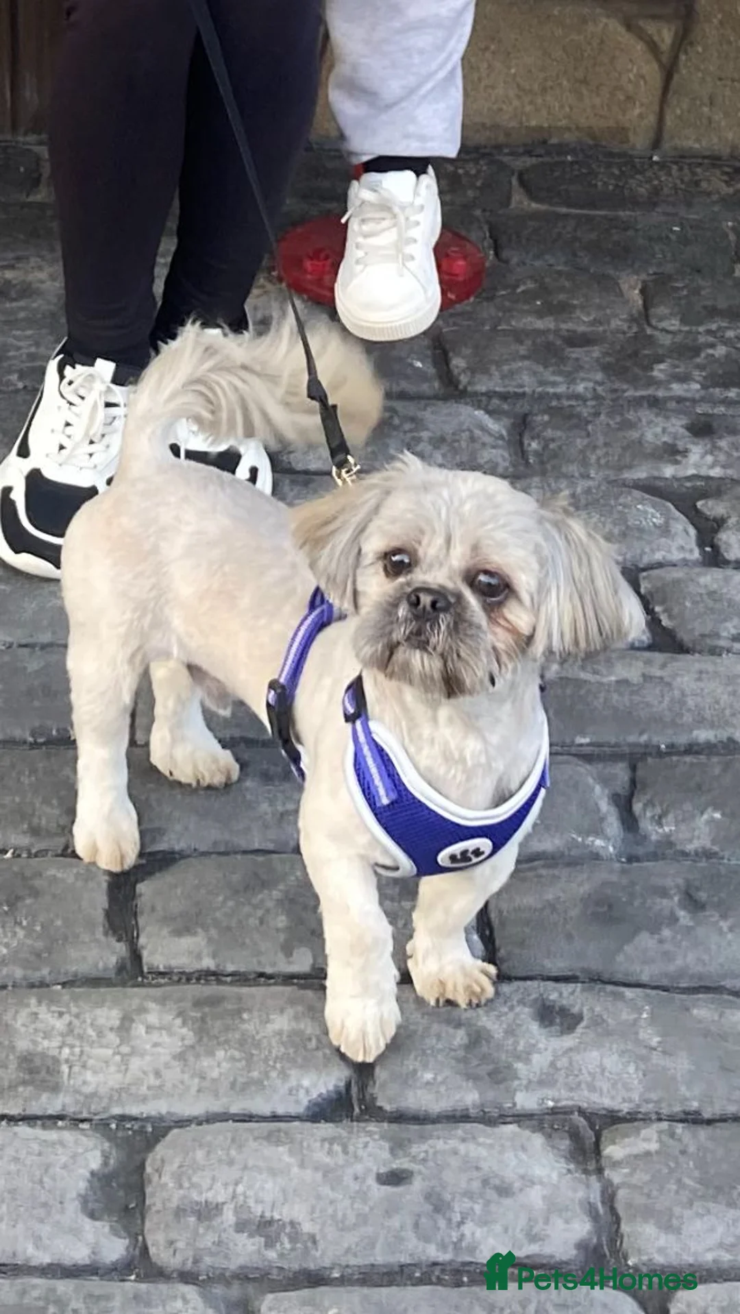 Shih Tzu dogs for stud: 5th Generation KC reg Shihtzu *STUD* in Llanfairpwllgwyngyll - Advert 3