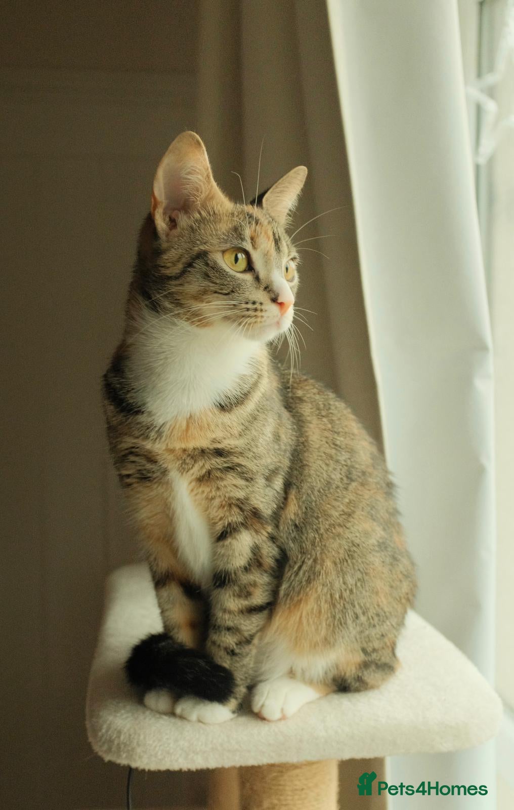 Mixed Breed cats Mabel - Advert 2