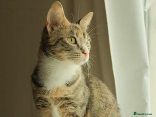 Mixed Breed cats Mabel - Advert 2