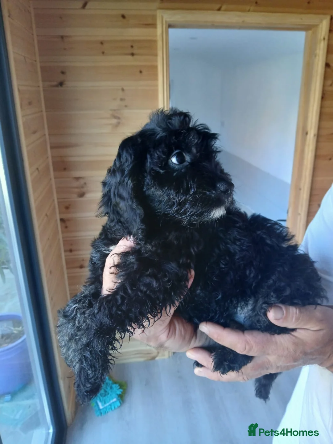 Cockapoo dogs for sale: Cockapoo in Folkestone - Advert 1