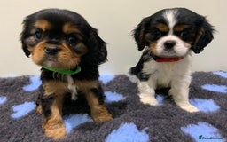 Cavalier King Charles Spaniel dogs for sale: Pedigree cavalier puppies  - Image 3