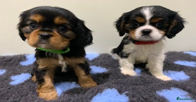 Cavalier King Charles Spaniel dogs - Advert 10