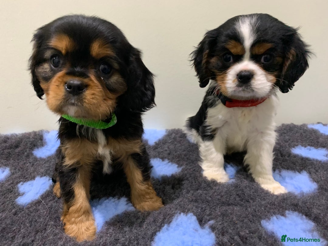 Cavalier King Charles Spaniel dogs for sale: Pedigree cavalier puppies  - Image 3