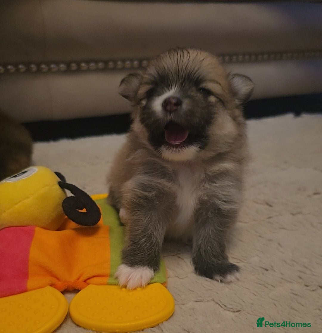Pomeranian dogs Viewings now welcome! 🐾 🐾 🐾 🐾   - Advert 2