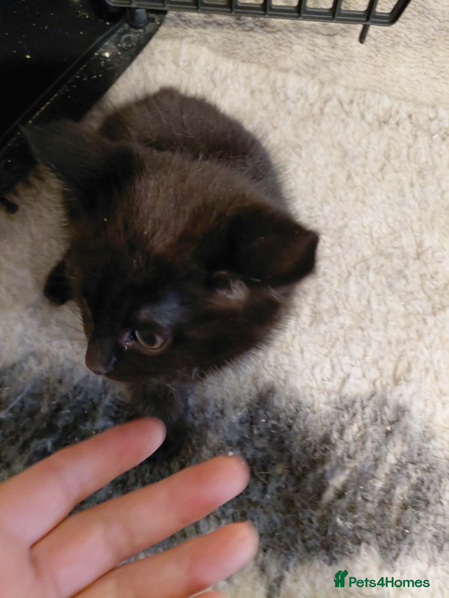 Mixed Breed cats Tuxedo kittens  - Advert 1