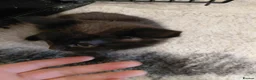 Mixed Breed cats for sale: Tuxedo kittens  in Bolton - Advert 1