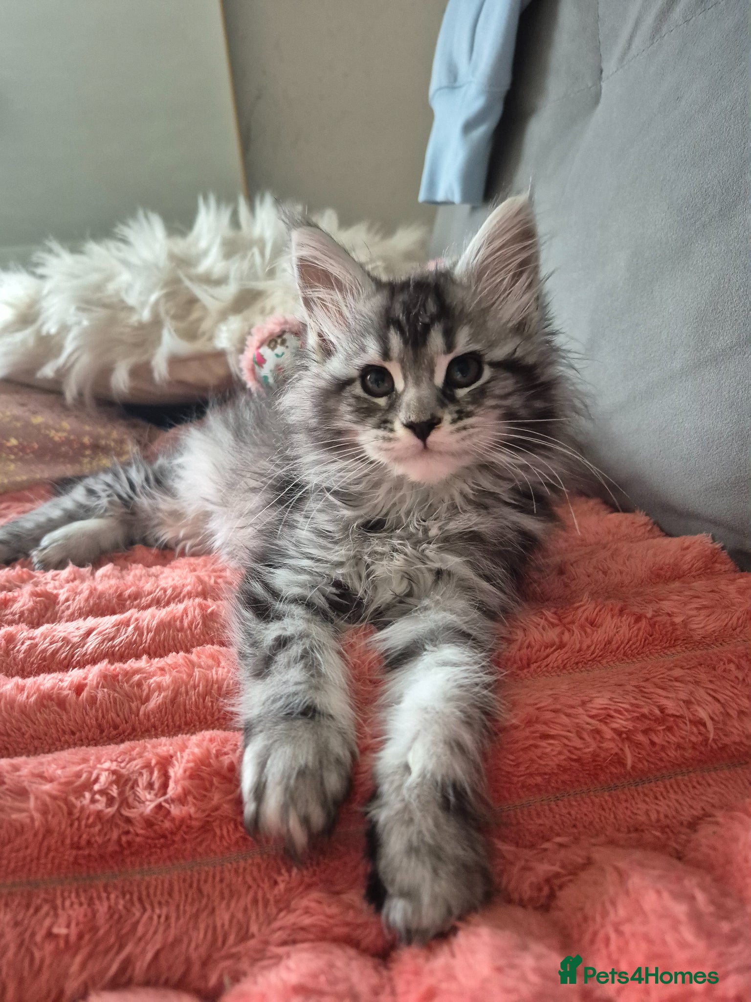 Maine Coon cats Beautiful Maine Coon Kittens–Ready for new Homes  - Advert 1