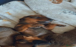 Dachshund dogs for sale: Sausage dogs  - Image 3