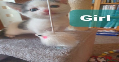 Mixed Breed cats - Advert 4