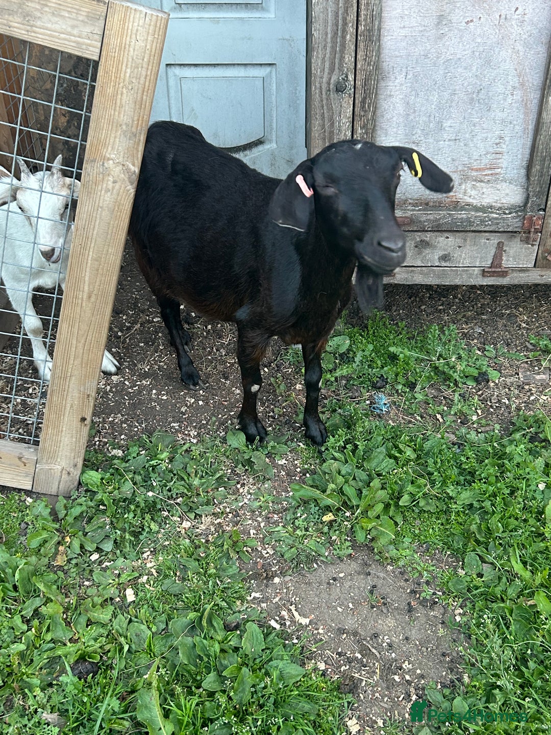 Goats livestock for sale: Pygmy X - Image 6