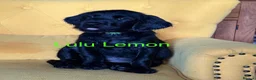 Labradoodle dogs for sale: Labradoodle Puppies - Advert 17