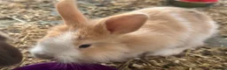 Netherland Dwarf rabbits for sale: Adorable bunnies  in Newmarket - Advert 3