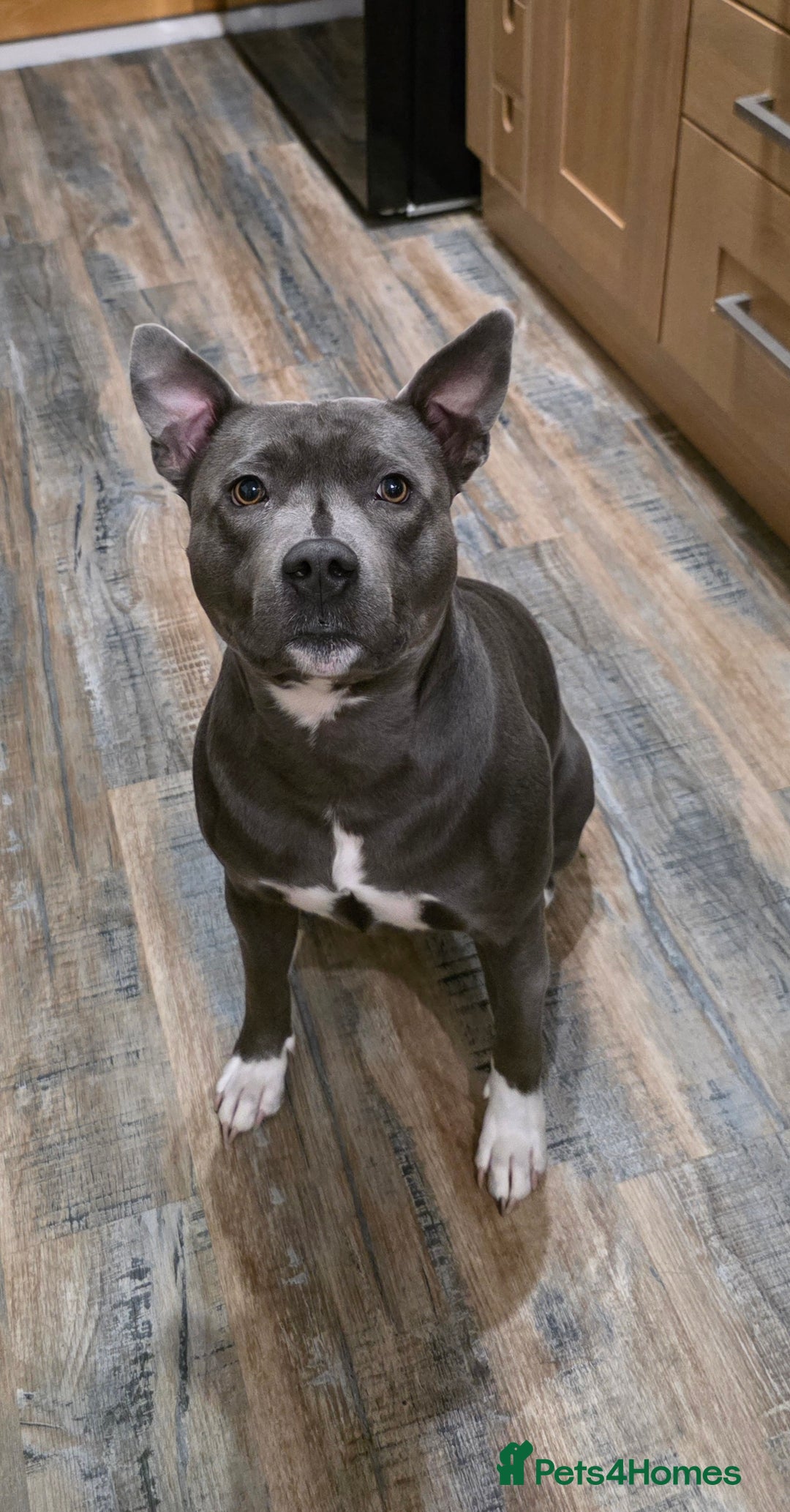 Staffordshire Bull Terrier dogs for stud: Snoopy Staffordshire Bull Terrier Blue in Basildon - Advert 1