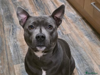 Staffordshire Bull Terrier dogs Snoopy Staffordshire Bull Terrier Blue in Basildon - Advert 1