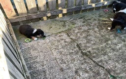 Border Collie dogs for sale: Border Collie puppies  - Image 19