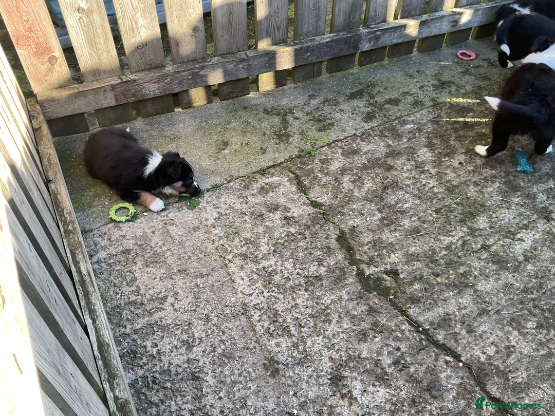 Border Collie dogs for sale: Border Collie puppies  - Image 19