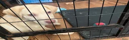 Labrador Retriever dogs for sale: Gorgeous Labrador Puppies, ready for forever homes - Advert 31