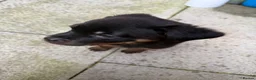 Rottweiler dogs for sale: Rottweiler puppy in Bolton - Advert 7