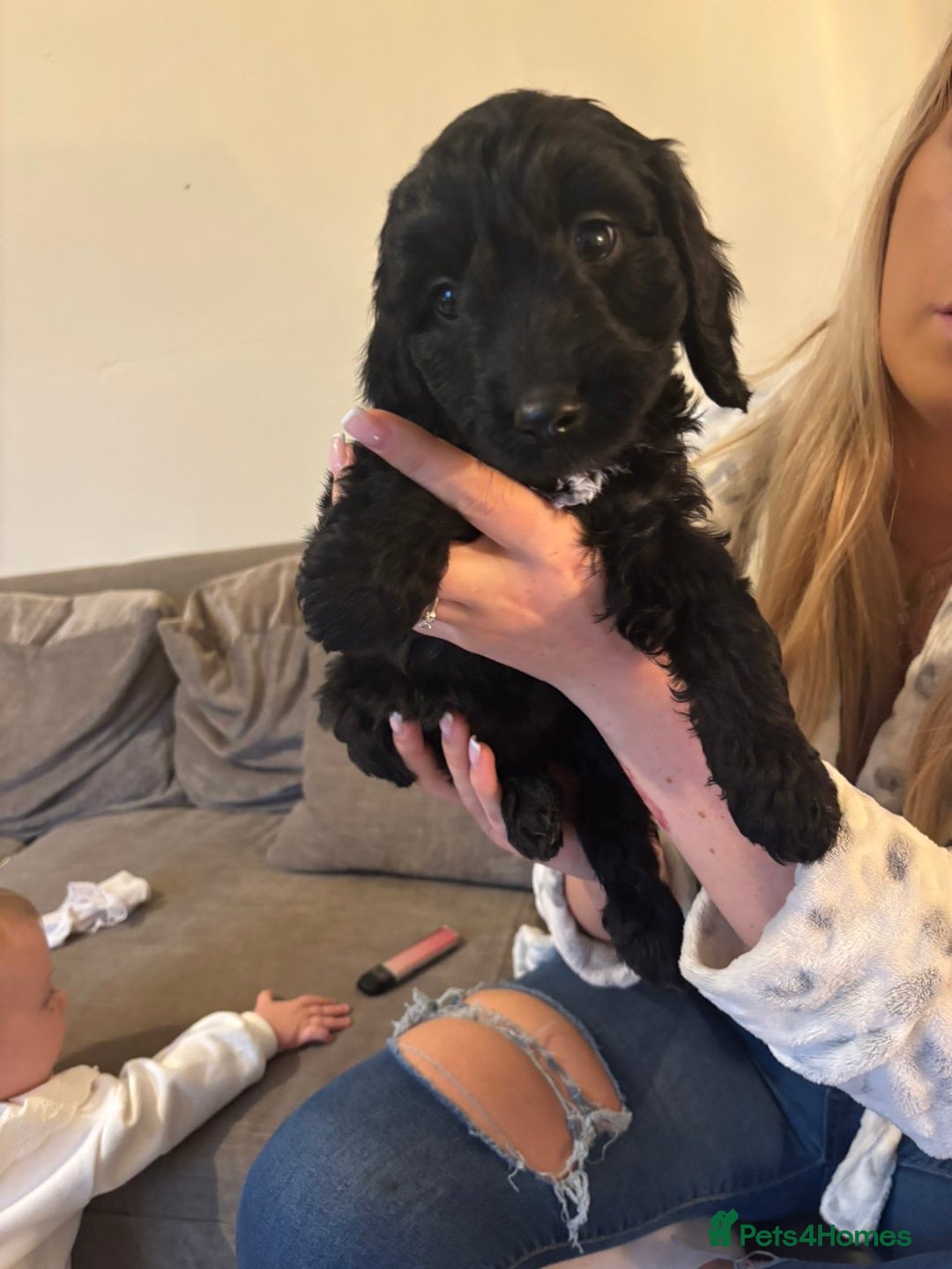 Cockapoo dogs for sale: Cockerpoos - Image 6