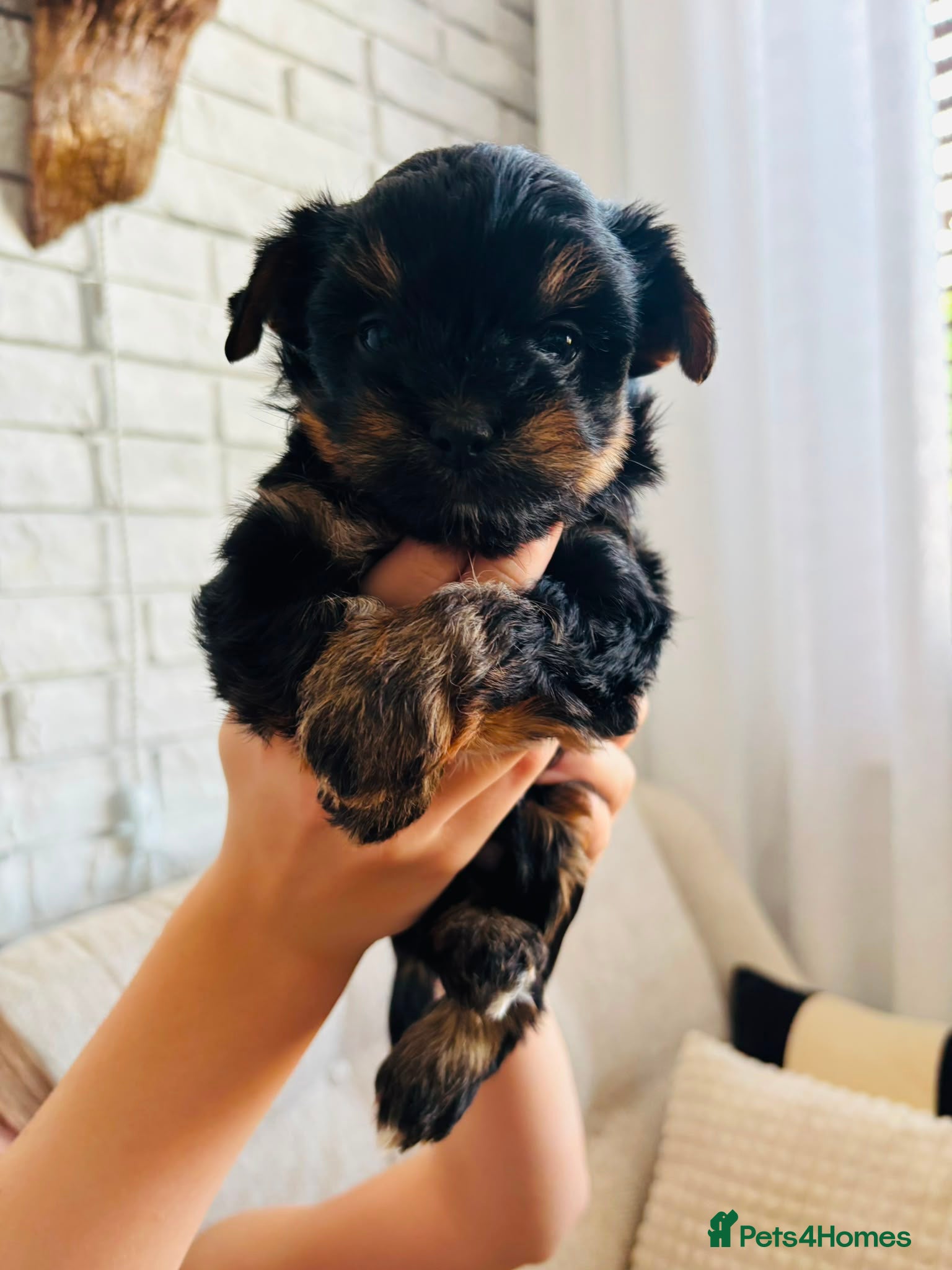 Yorkshire Terrier dogs Beautiful Yorkshire Terrier Puppies IHR Pedigree - Advert 2