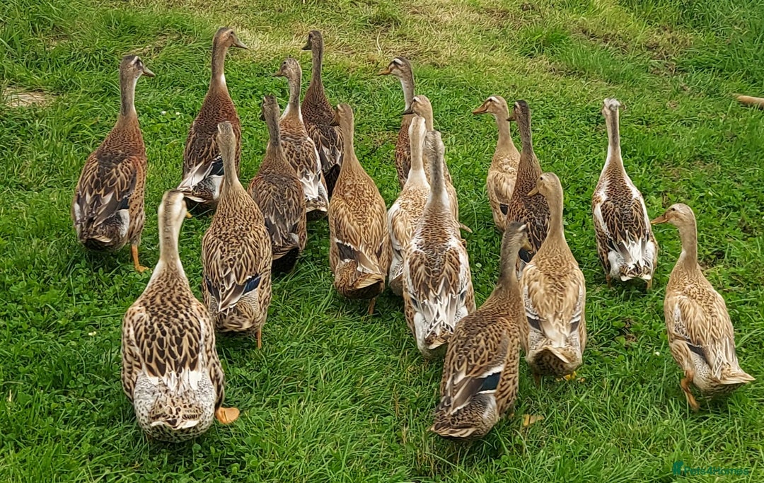 Ducks poultry for sale: Runner Ducks Male - Image 4