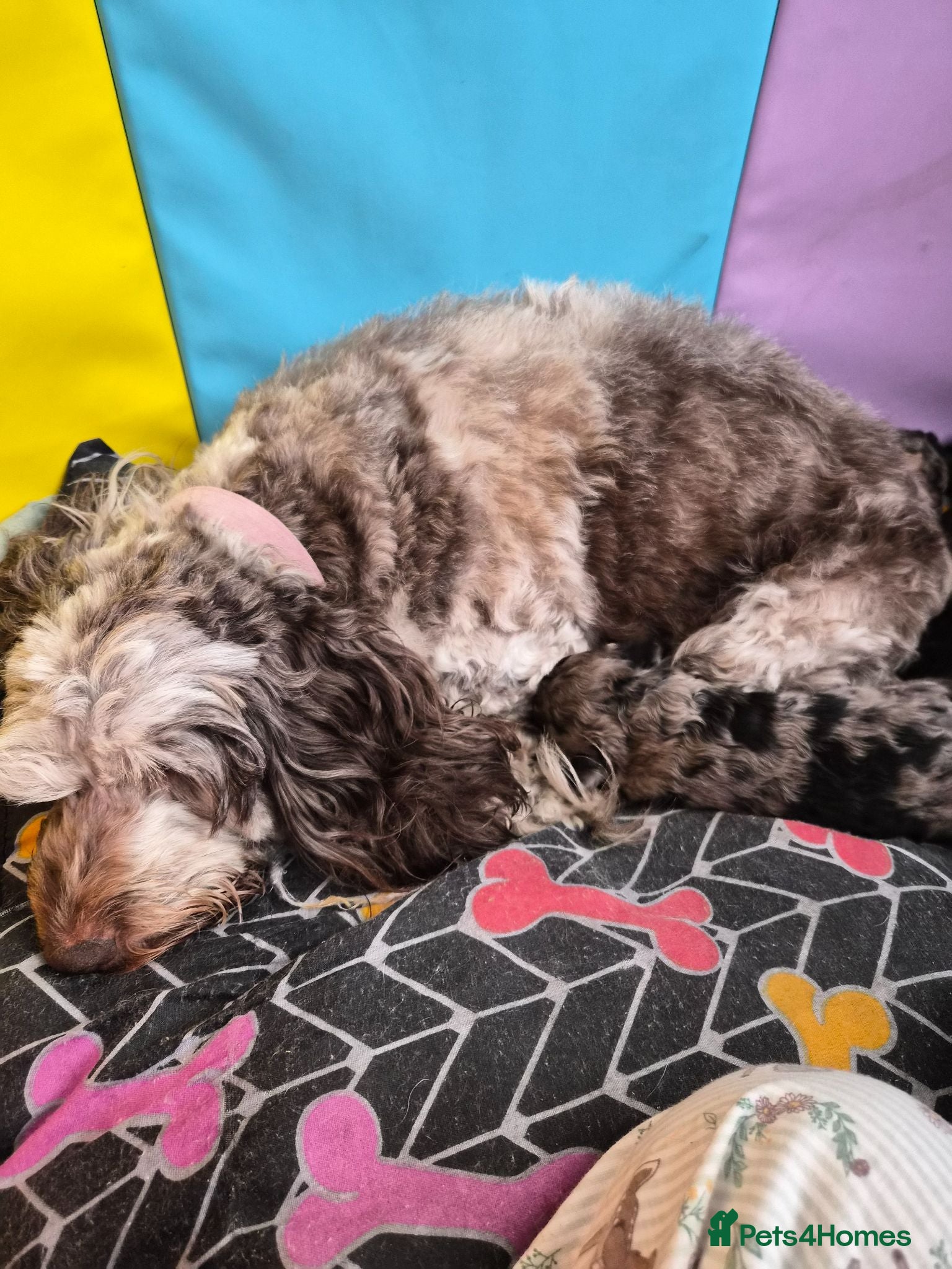 Cockapoo dogs Cockapoos f1bs - Advert 1