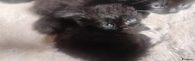 Persian 8