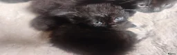 Persian cats for sale:  8 Persian kittens, Blue, Black and Black & White. - Advert 10