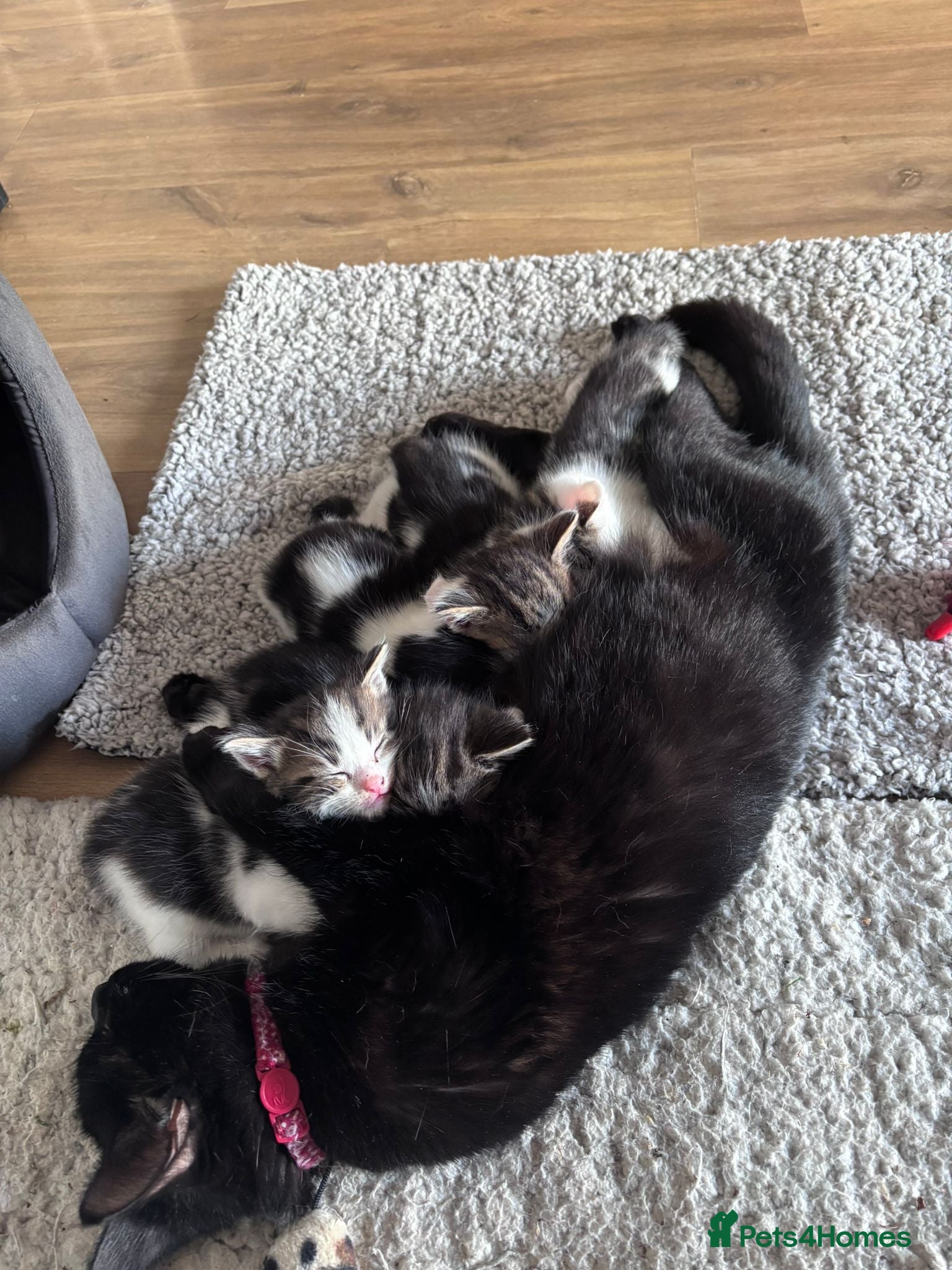 Mixed Breed cats Boy kitten - Advert 3