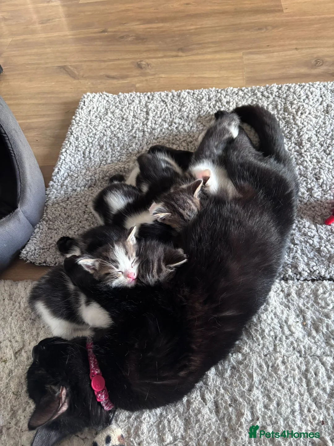 Mixed Breed cats for sale: Boy kitten - Advert 1