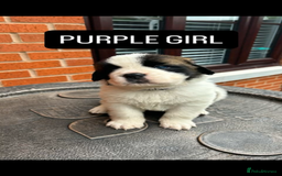 Saint Bernard dogs for sale: Stunning kc Saint Bernard puppies  - Image 4