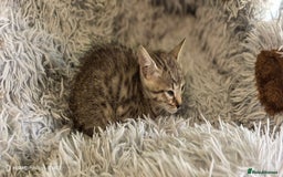 Bengal cats for sale: Silver Bengal kitten for sale  - Advert 31
