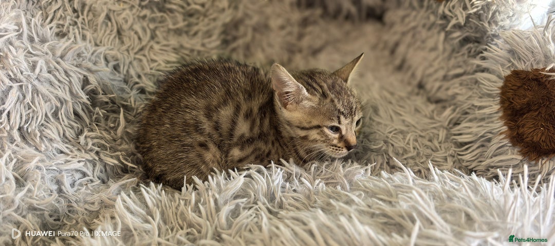 Bengal cats for sale: Silver Bengal kitten for sale  - Advert 31