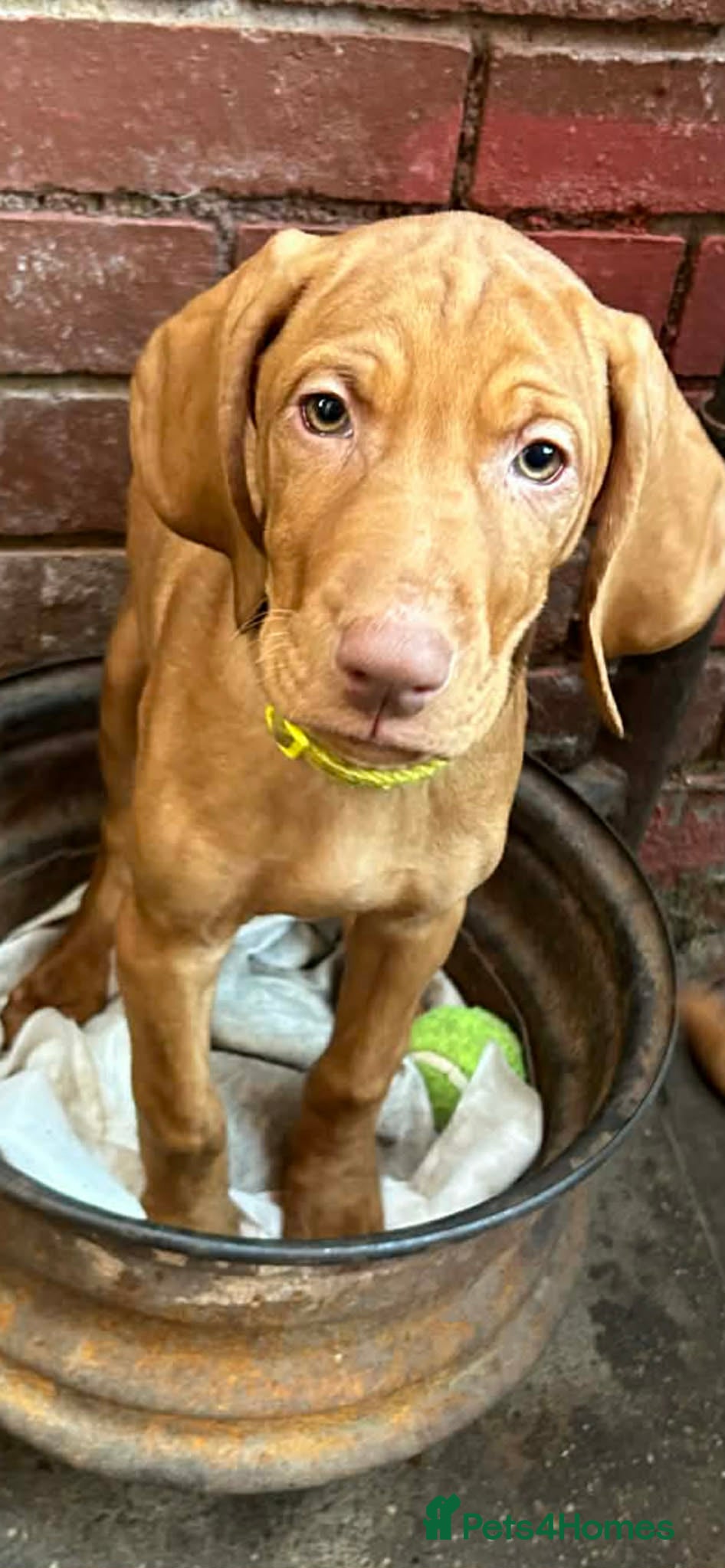 Hungarian Vizsla dogs Hungarian Vizsla Puppies-Family Raised, Ready Now - Advert 4