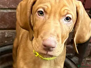 Hungarian Vizsla dogs Hungarian Vizsla Puppies-Family Raised, Ready Now - Advert 4