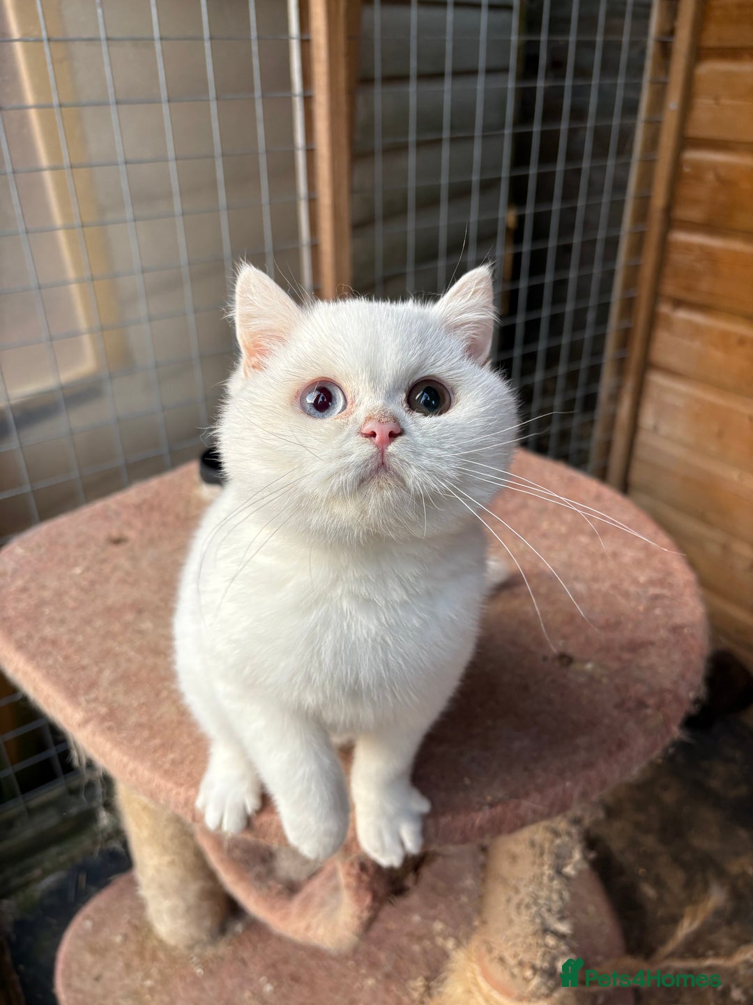 British Shorthair cats for sale: British Shorthair kittens - Image 4