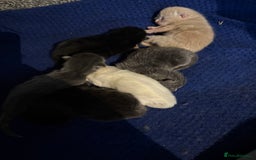 Mixed Breed cats for sale: Beautiful little of kittens  - Image 2