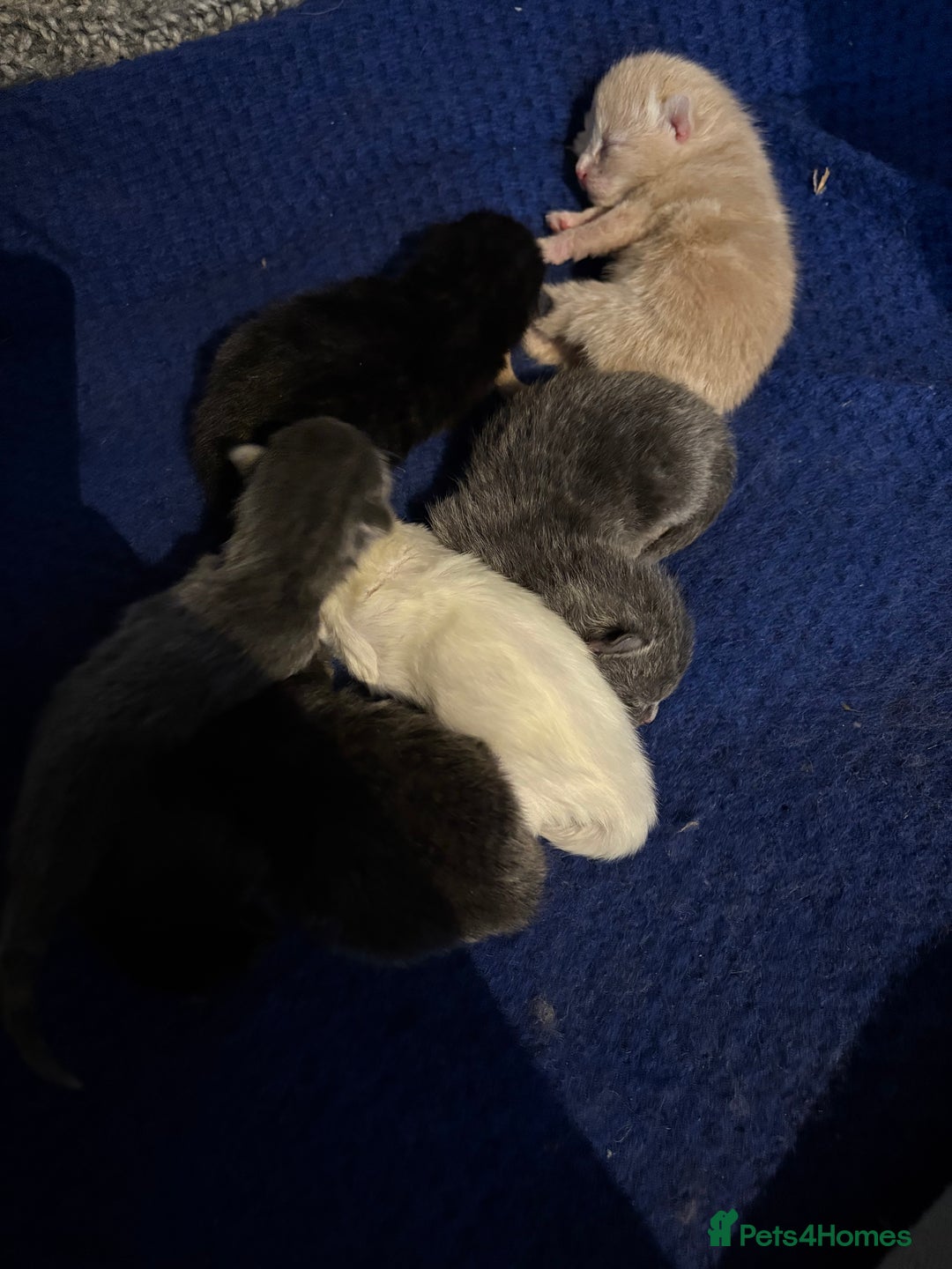 Mixed Breed cats for sale: Beautiful little of kittens  - Image 2